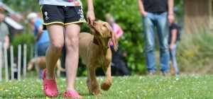 The Importance of Consisitency in Dog Training