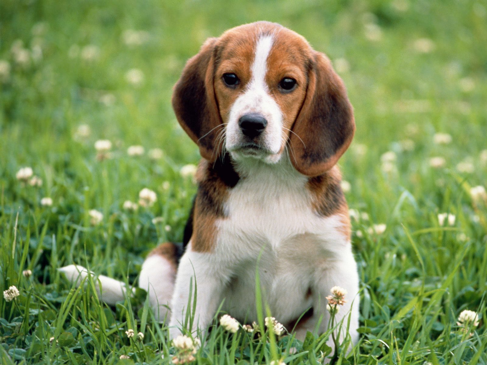 Barney Beagle - Dog Talk