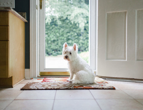 Desensitizing your dog to people at the door