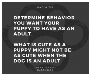 Puppy Behavior