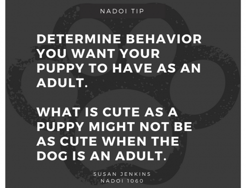 Puppy Behavior