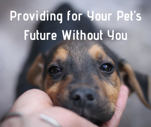 Providing for Your Pet’s Future Without You