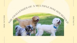 multiple dog household image