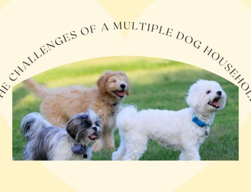 Challenges of a Multiple Dog Household