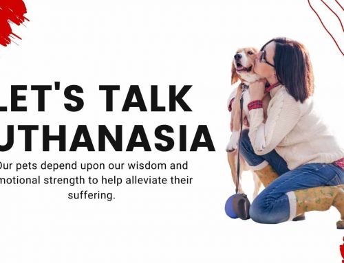 Let’s discuss Euthanasia