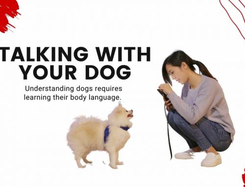 Talking with Your Dog