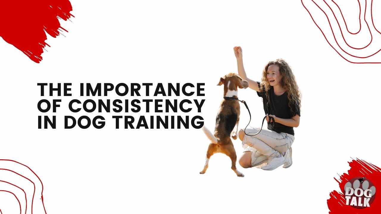 The Importance of Consistency in Dog Training